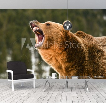 Picture of Grizzly Bear